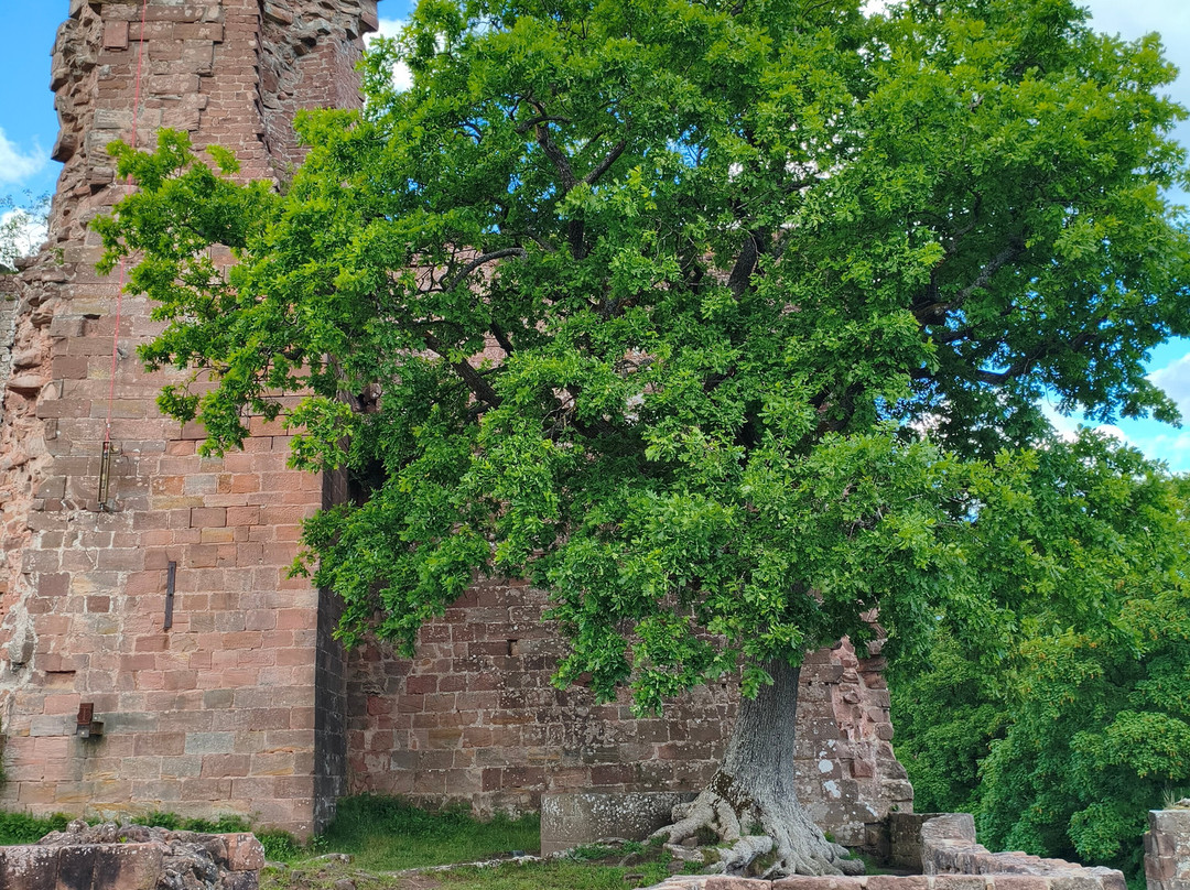 Burg Hohenecken-凯撒斯劳滕必去景点