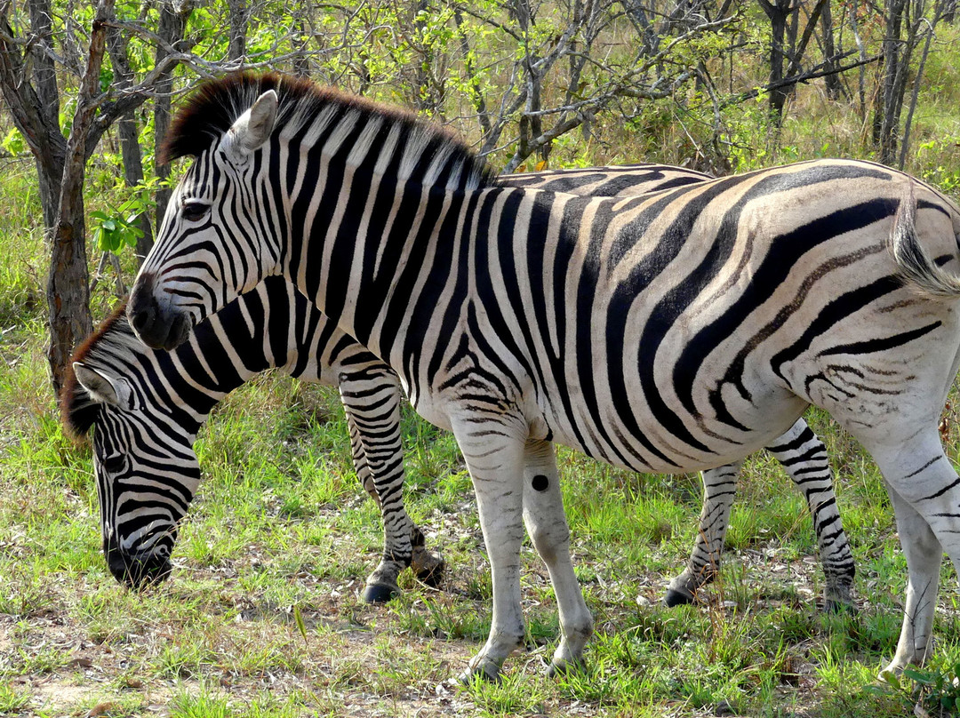 Moriti Private Safaris-克鲁格国家公园必去景点