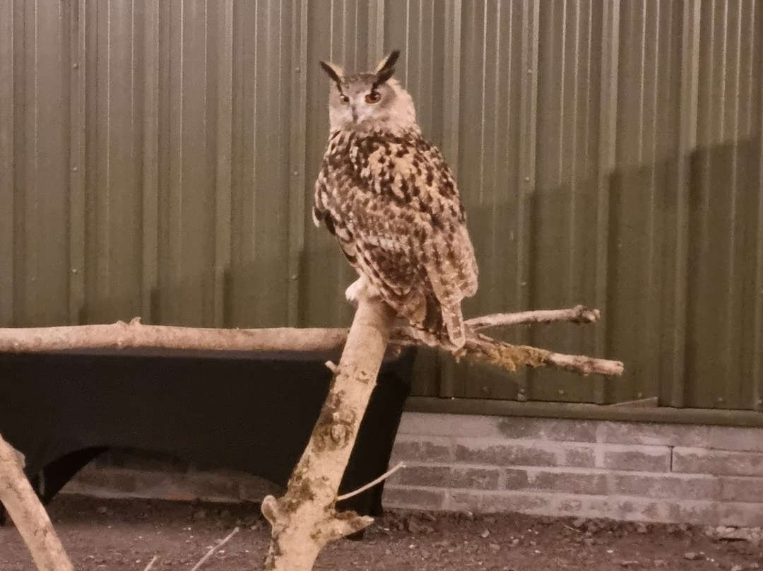 The British Bird of Prey Centre-喀麦登必去景点