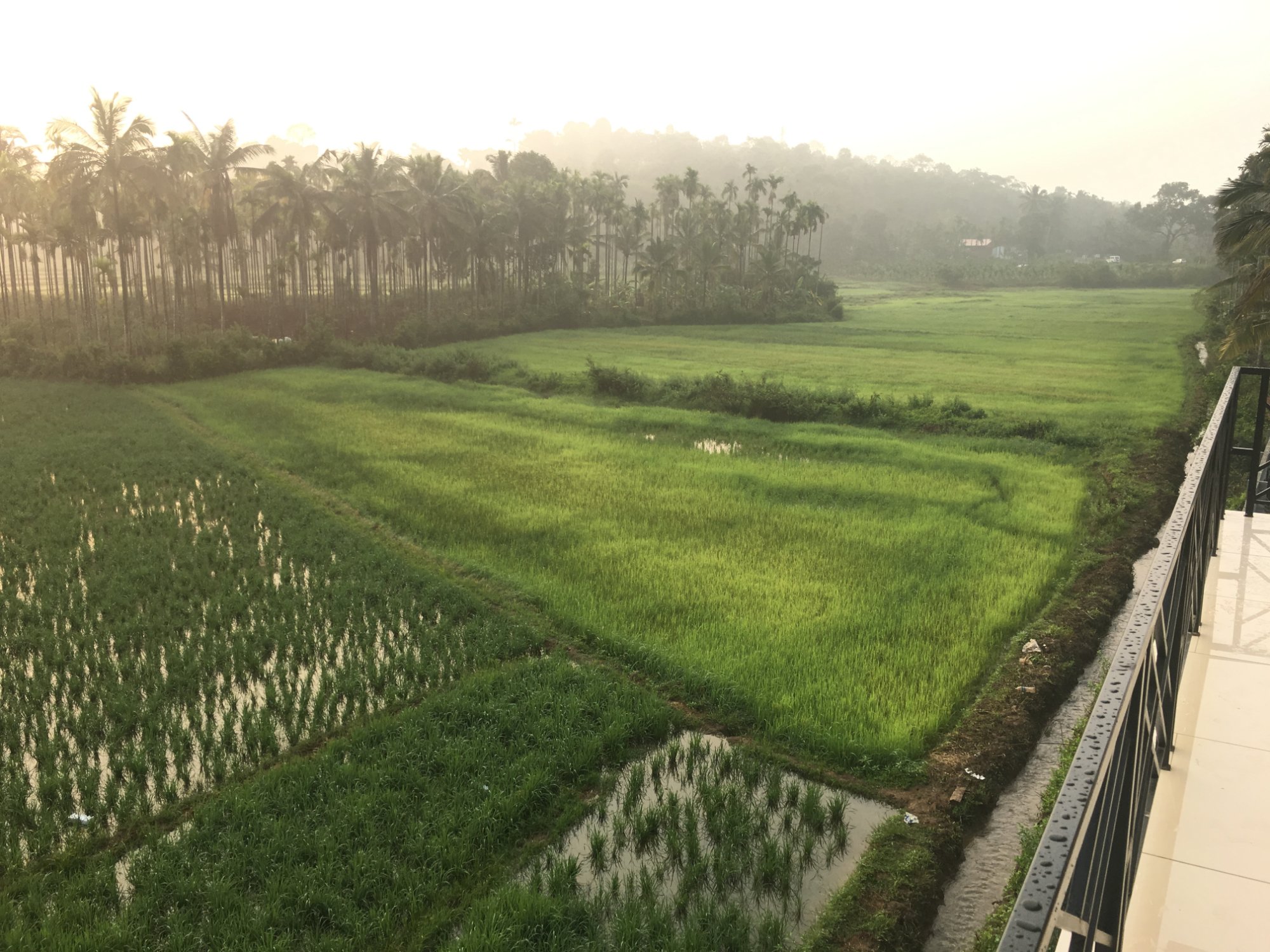 The Paddy Field Inn-官方