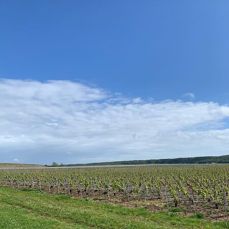 Champagne Bernard CLOUET-Villers-sous-Chatillon必去景点