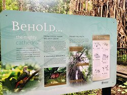 Cathedral Fig Tree-Yungaburra必去景点