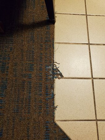 Residence Inn by Marriott Charlotte Lake Norman主图