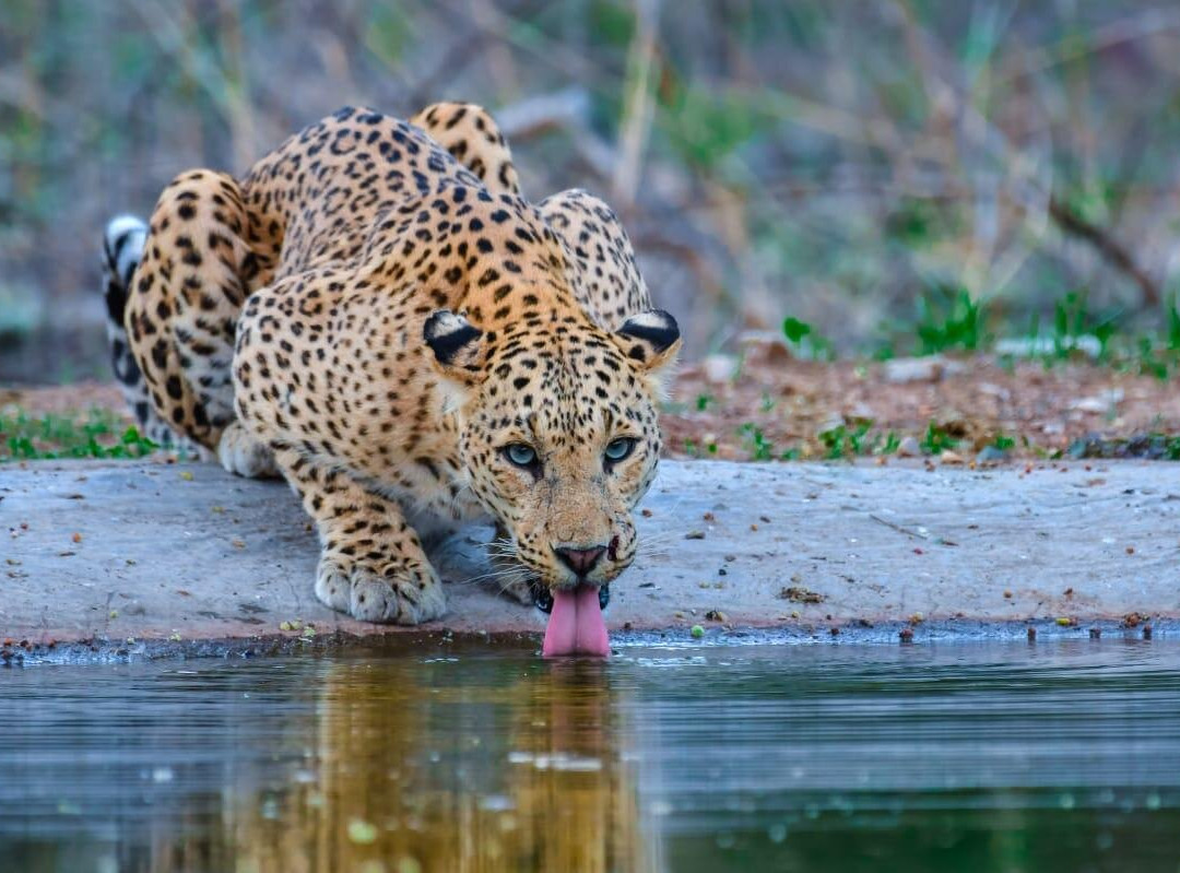 Jhalana Leopard Safari-斋蒲尔必去景点