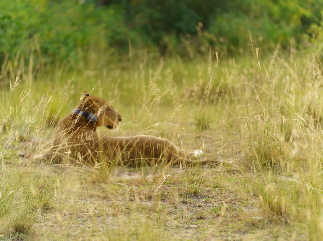 Bujo Safaris-Kasese必去景点
