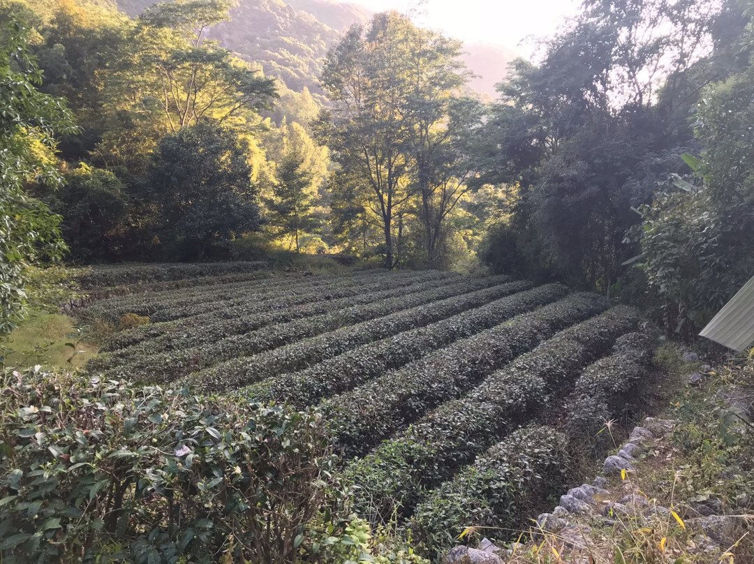 梅州黄蜂窝茶山