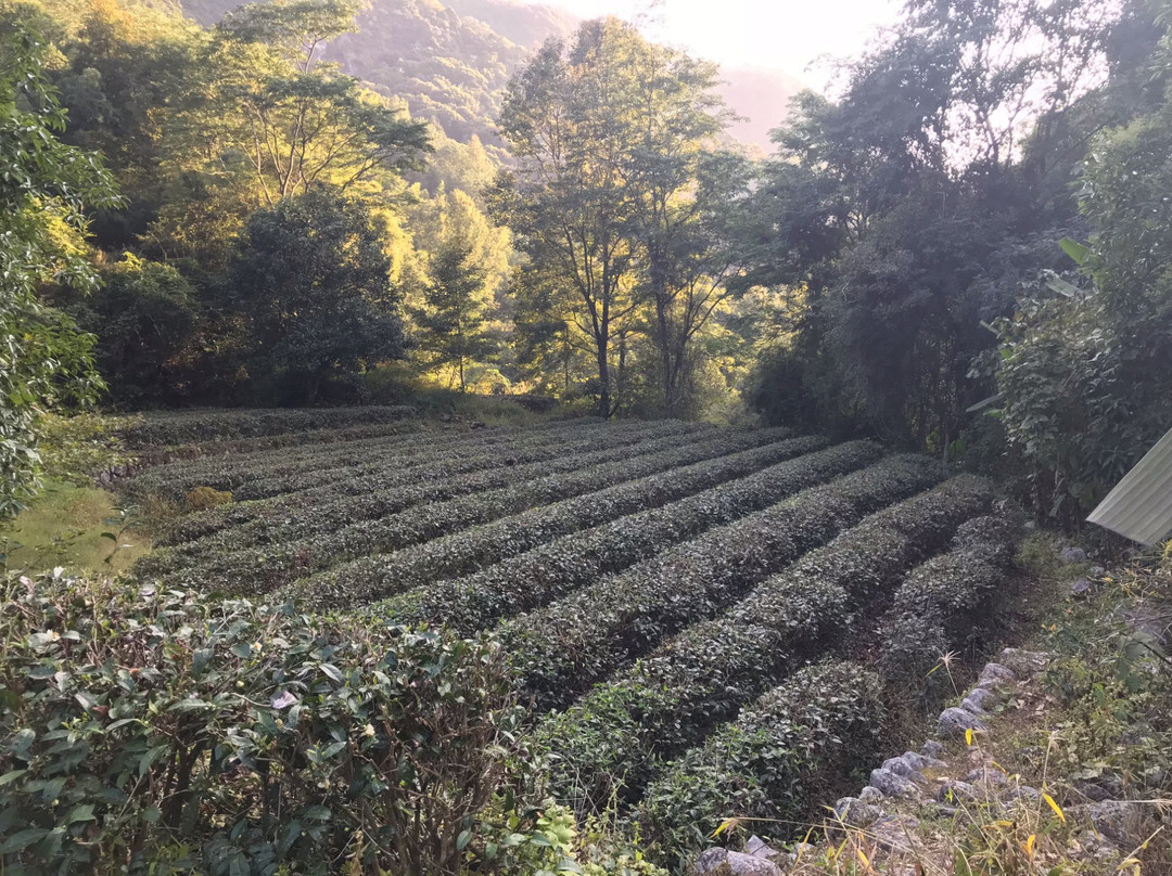 梅州黄蜂窝茶山景点图片
