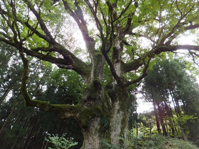 Japanese Horse Chestnut Tree of Kuwadaira景点图片