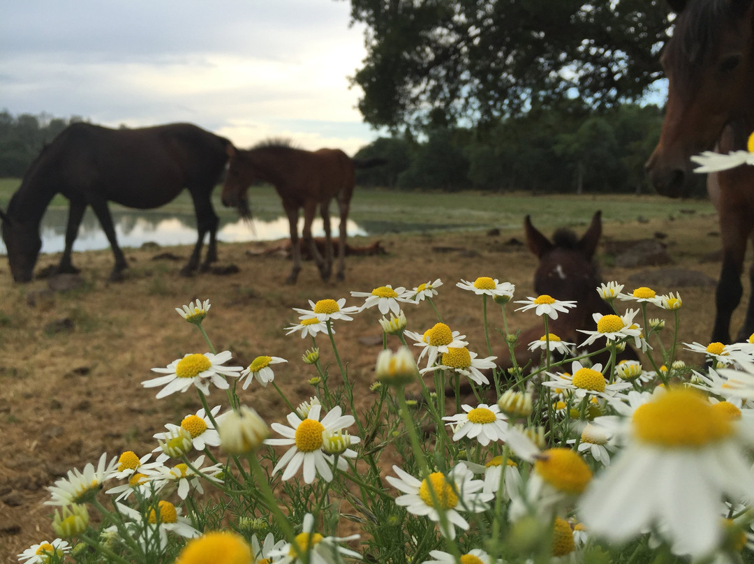 Wild Horse Sanctuary景点图片