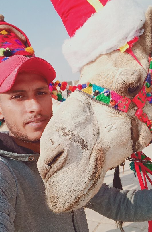 Pyramids Camel Ride景点图片