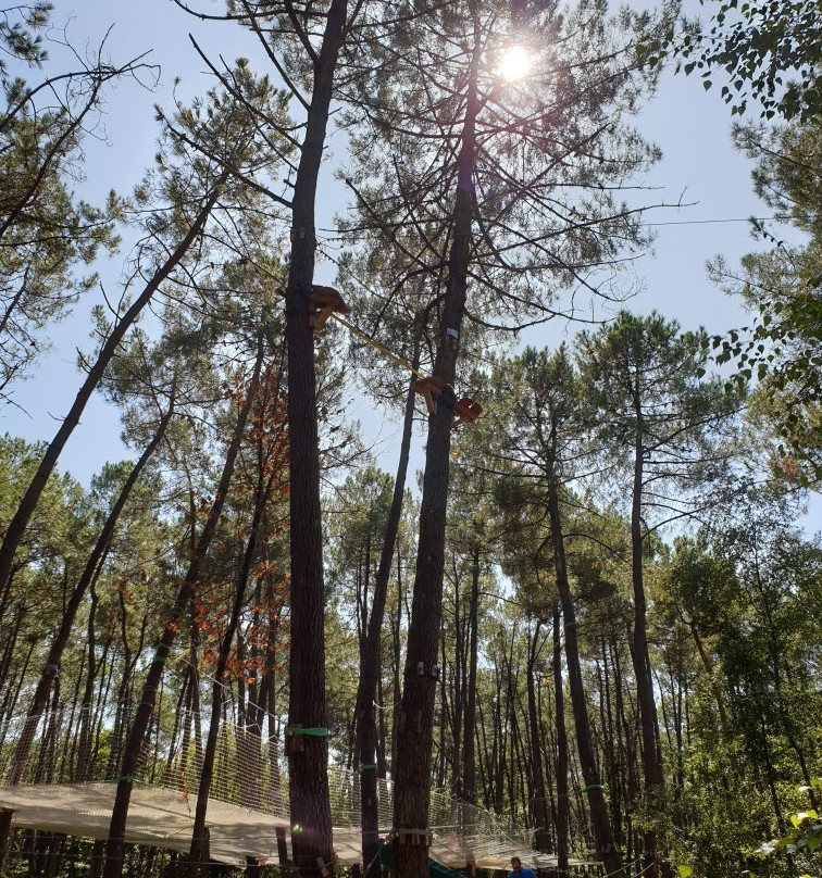 Monkey Forest景点图片