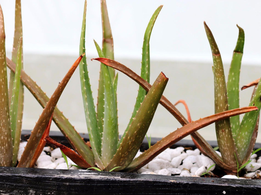 Unique Spa-西哈努克必去景点