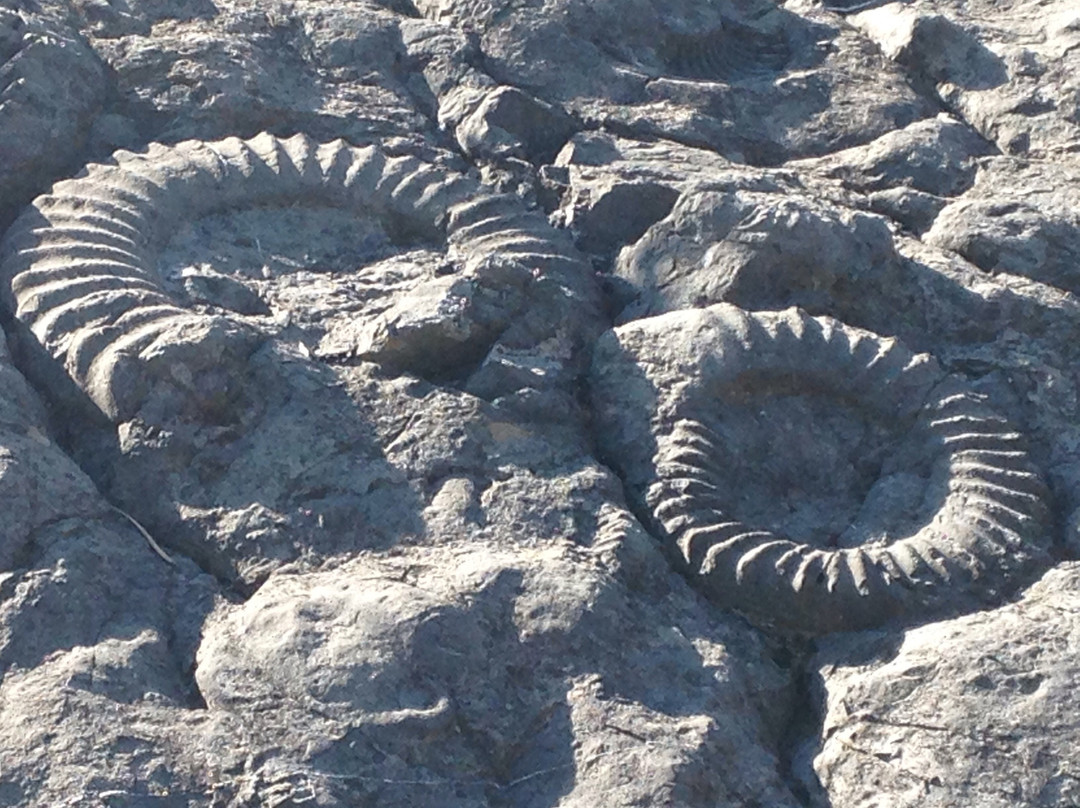 La dalle aux ammonites景点图片