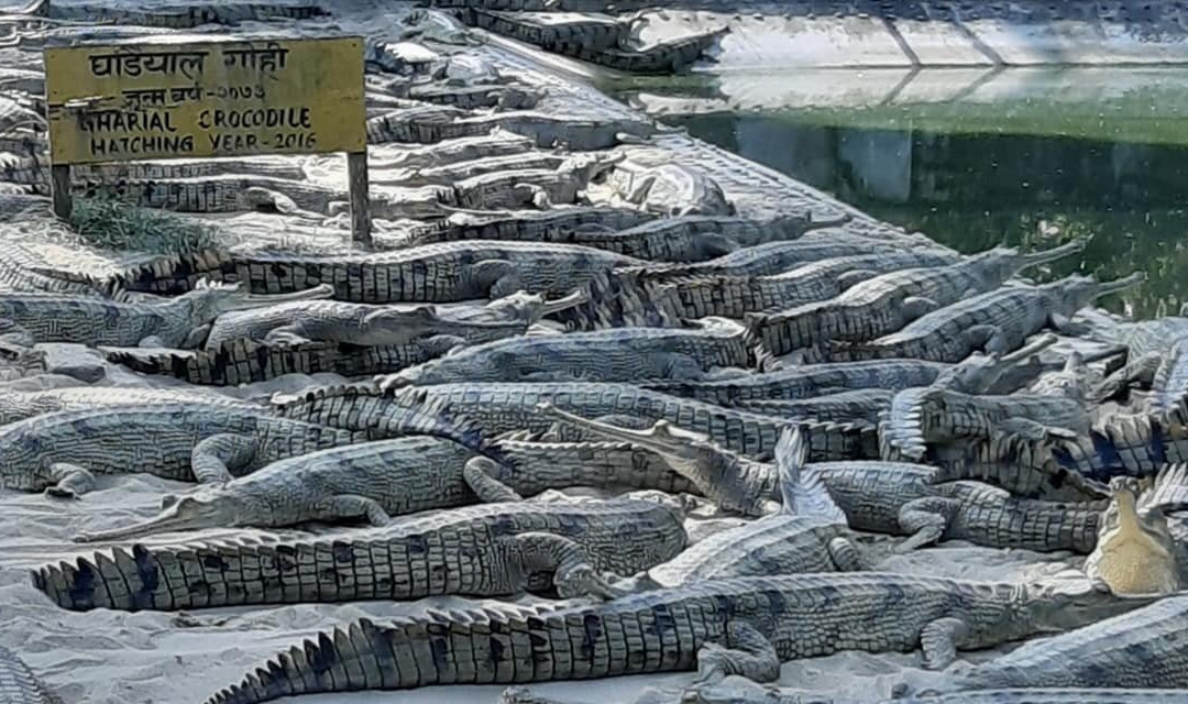 Crocodile Breeding Centre景点图片