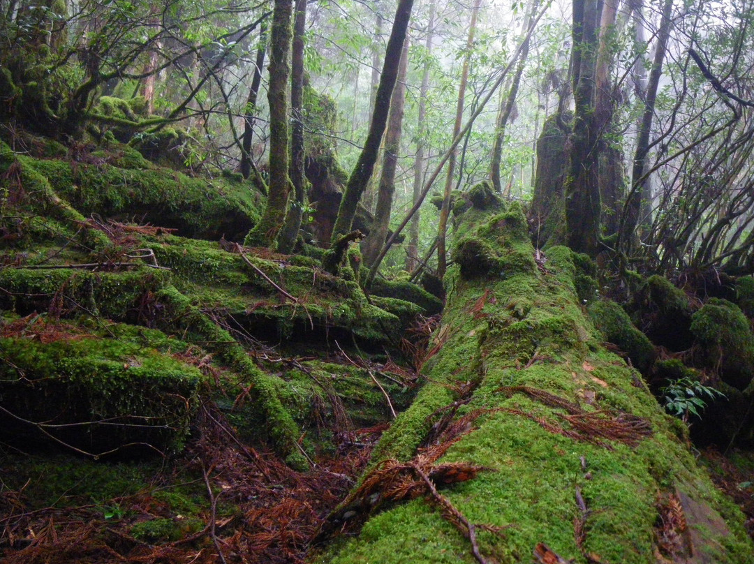 Yakushima National Park-屋久岛町必去景点