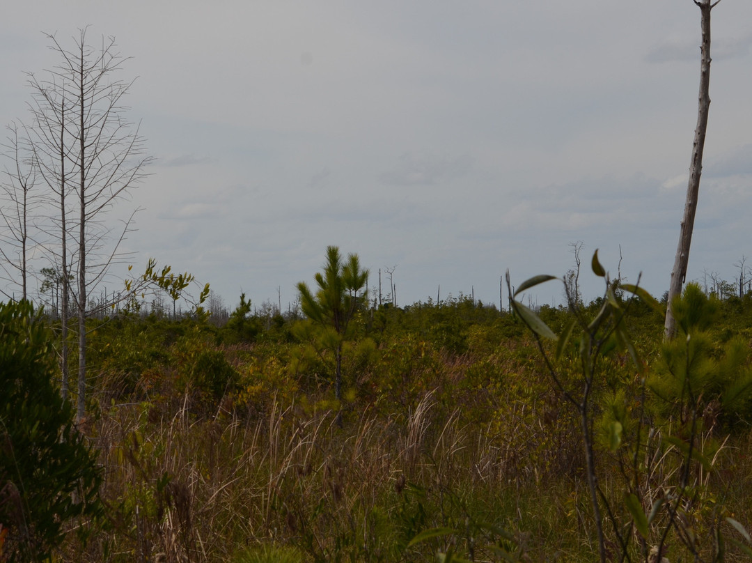 Chesser Island Homestead/Boardwalk-Folkston必去景点
