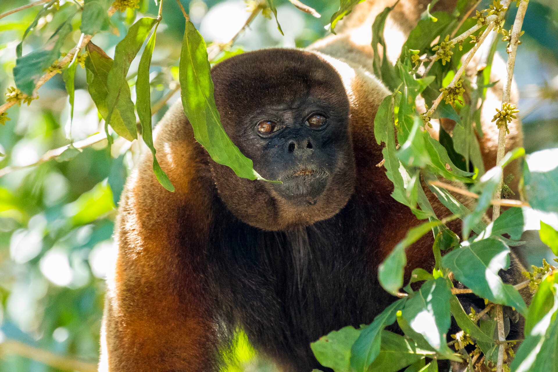 Anaconda Lodge Ecuador-官方