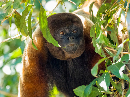Anaconda Lodge Ecuador主图