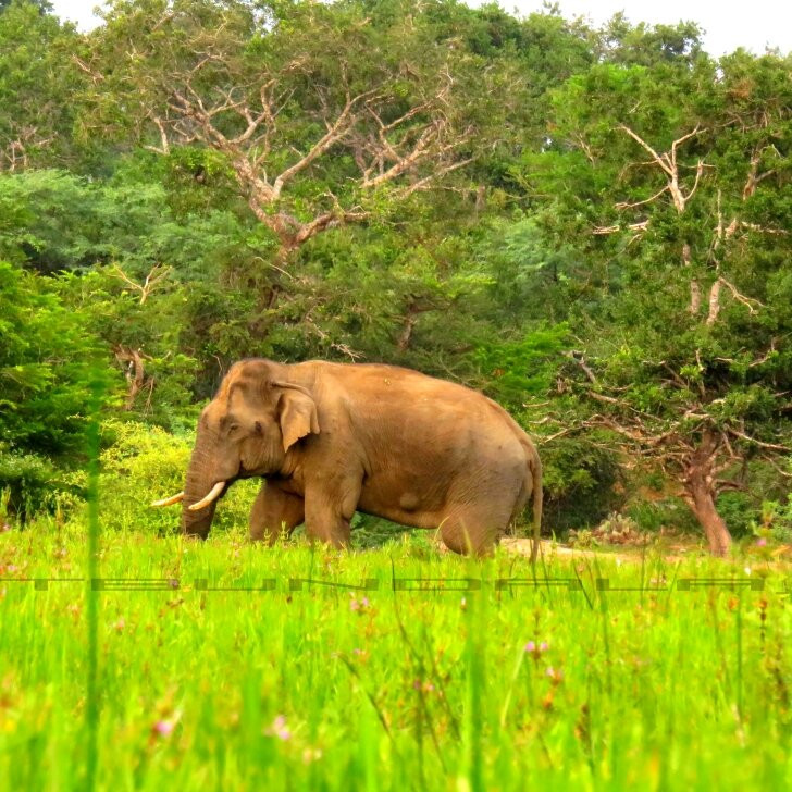 Bundala Wings And Wild Guilde Tours-Hambantota必去景点