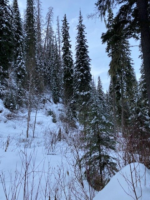 Skiumah Creek Trail-西格拉西尔必去景点