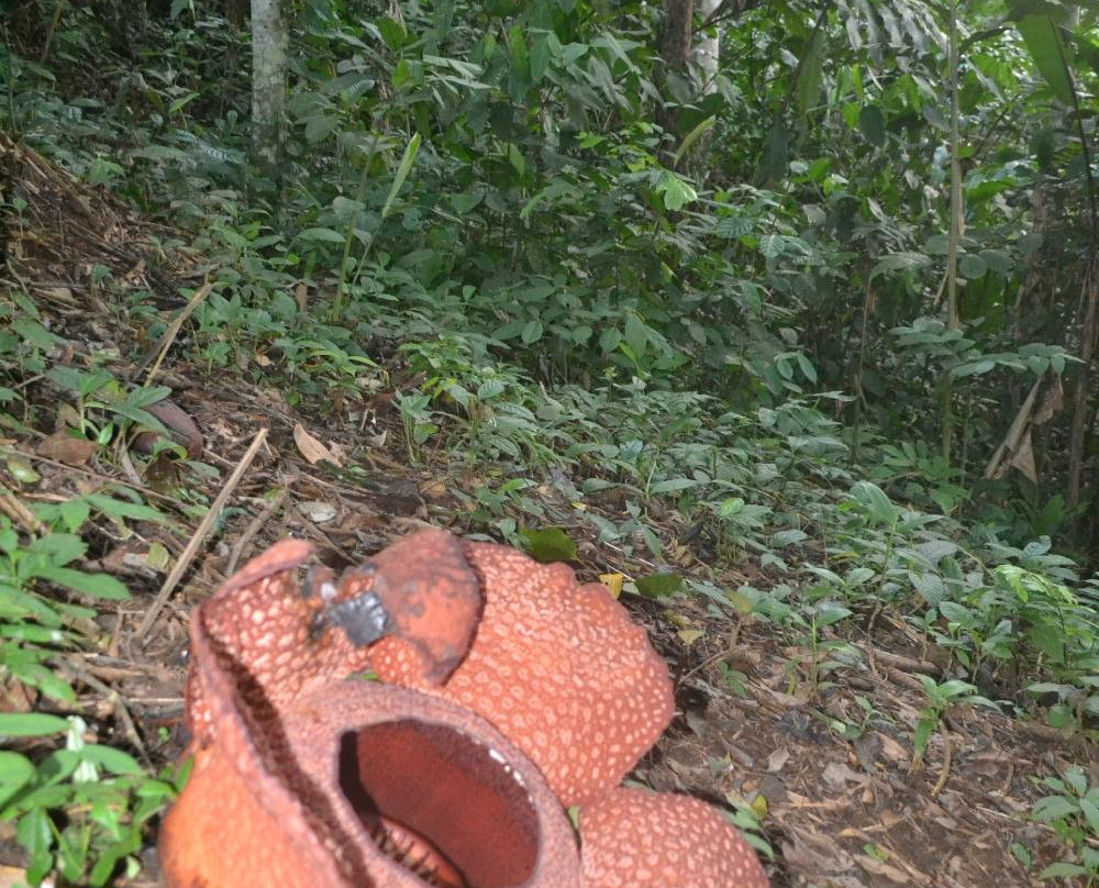 Bukit Barisan Selatan National Park-Tanggamus必去景点