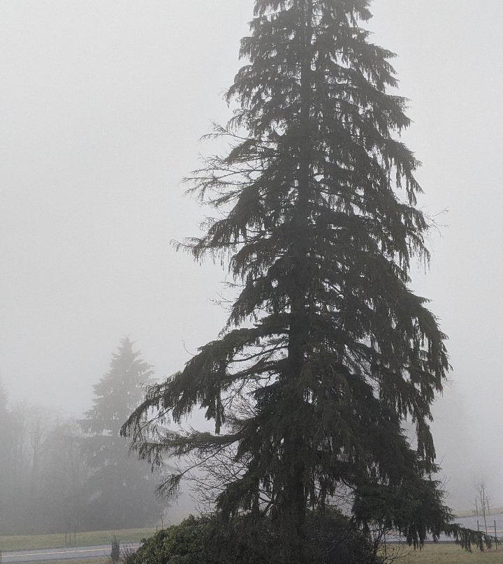 Burnaby Mountain Park-本那比必去景点