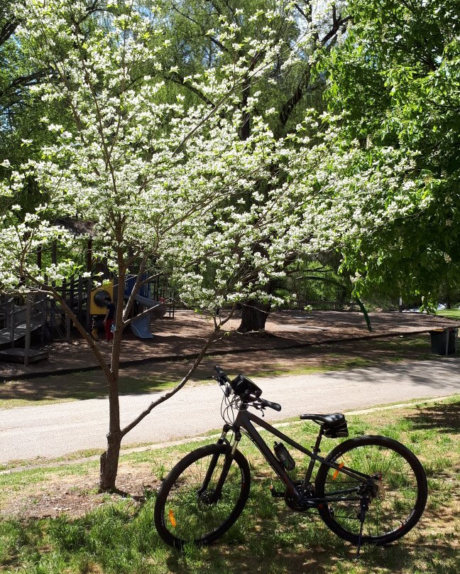 Murray to the Mountains Rail Trail-布赖特必去景点