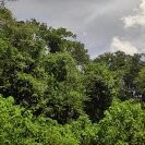 Eastern Region旅游景点-Mabira Forest