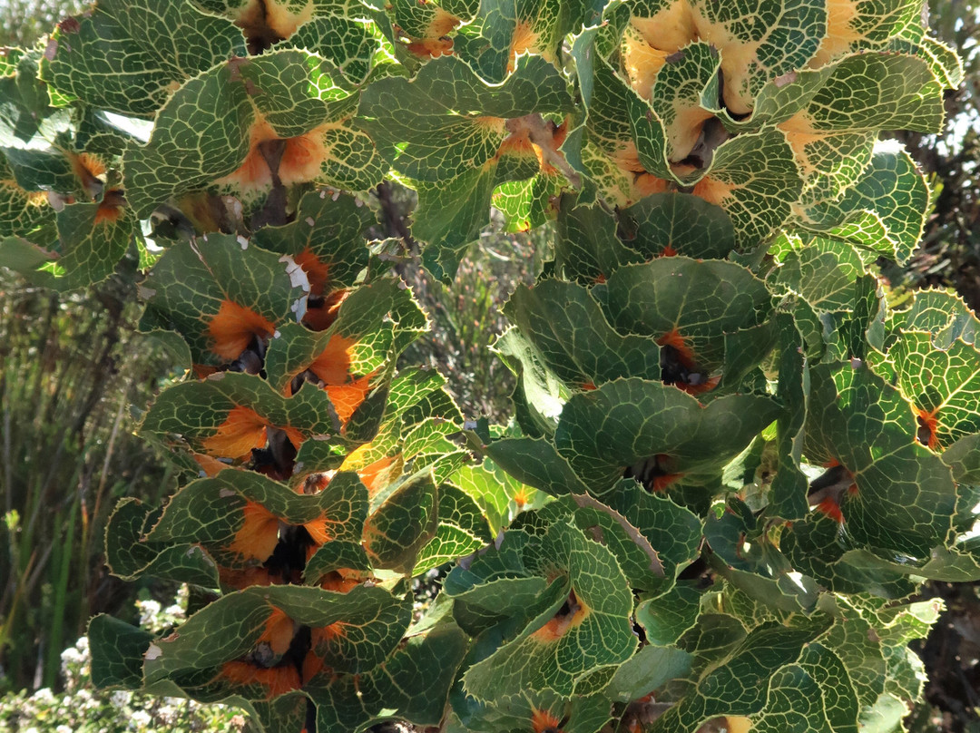Barrens Lookout-Hopetoun必去景点