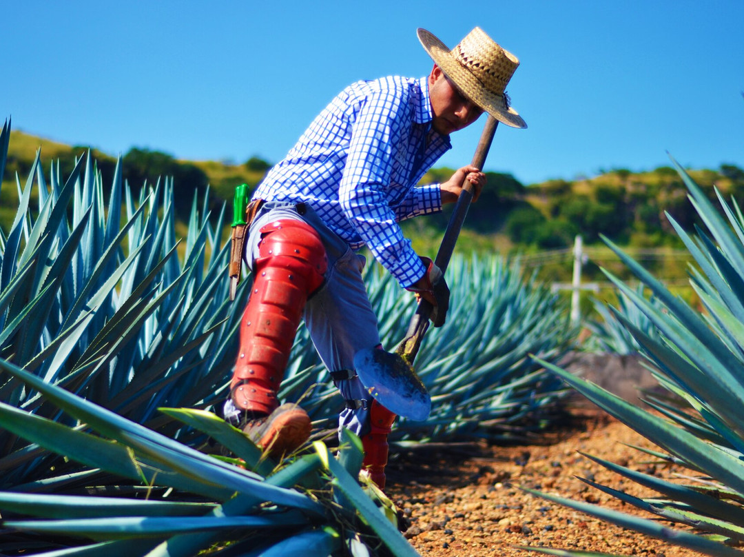 Tequila Express景点图片