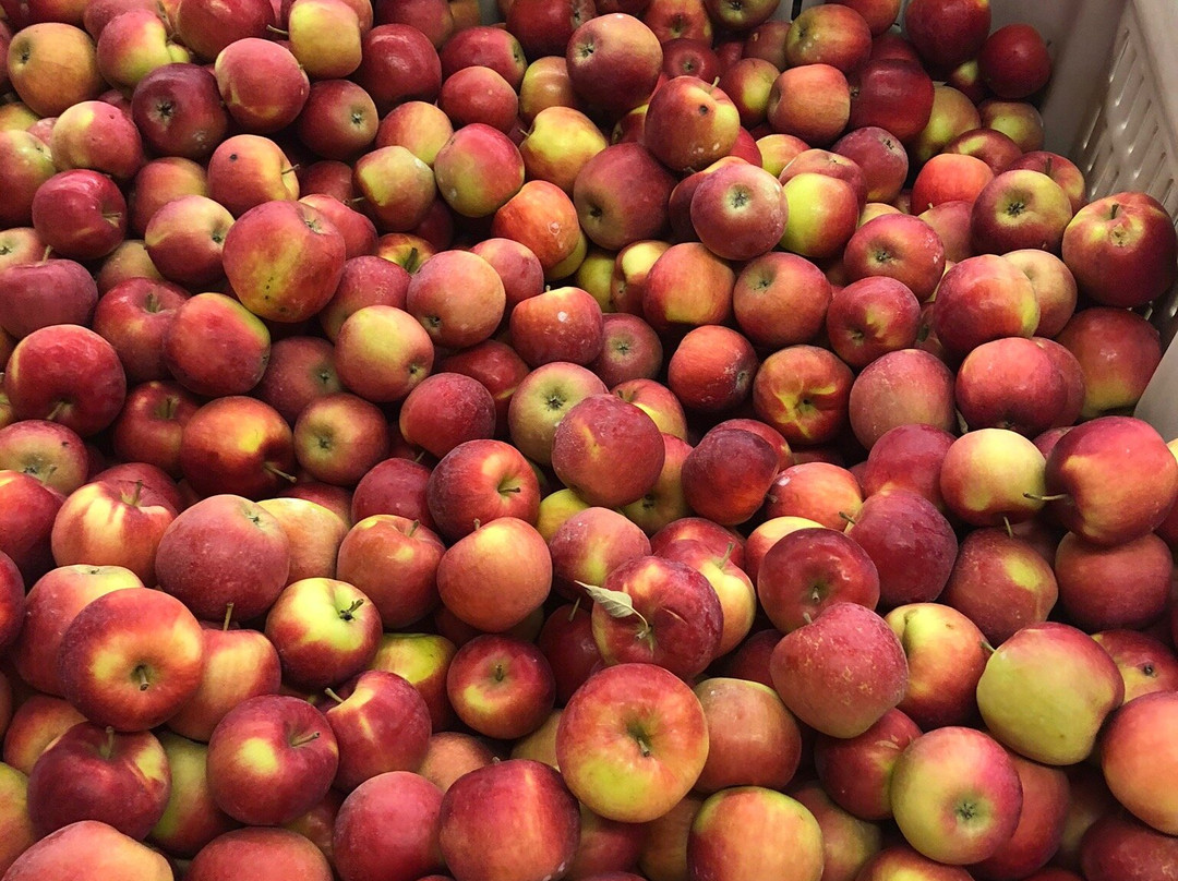 Aamodt's Apple Ochard景点图片