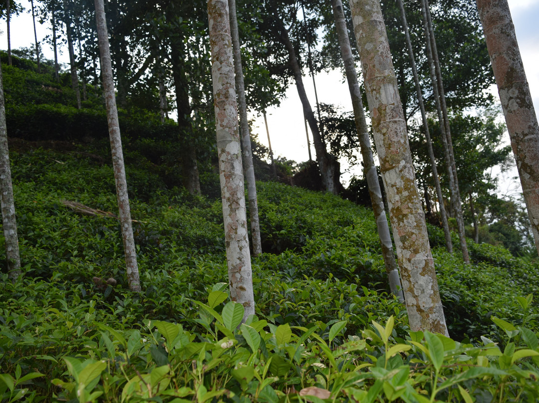Sumanagira Estate Camping-Yatiyantota必去景点
