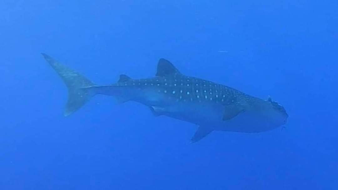 Haliotis Dive Centre Santa Maria-波尔图镇必去景点