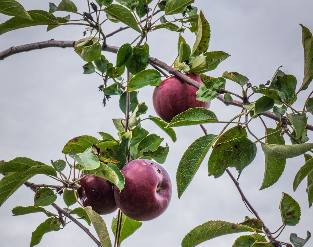 Le Verger Labonté-Notre-Dame-de-l'Ile-Perrot必去景点