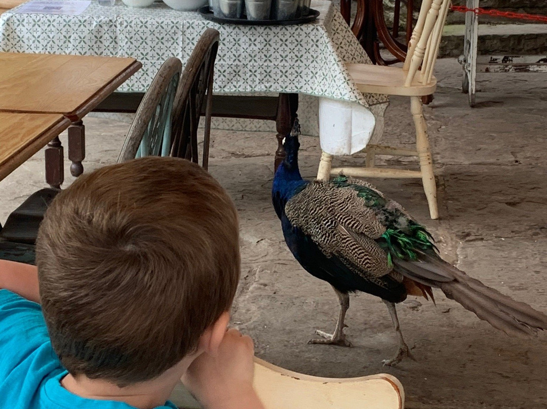 Bodafon Farm Park-兰迪德诺必去景点