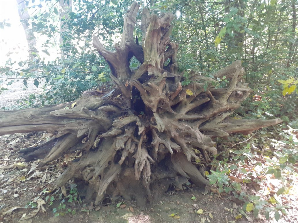 Epping Forest景点图片