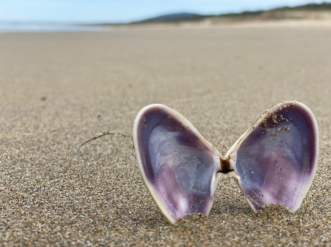Seven Mile Beach National Park-Shoalhaven必去景点