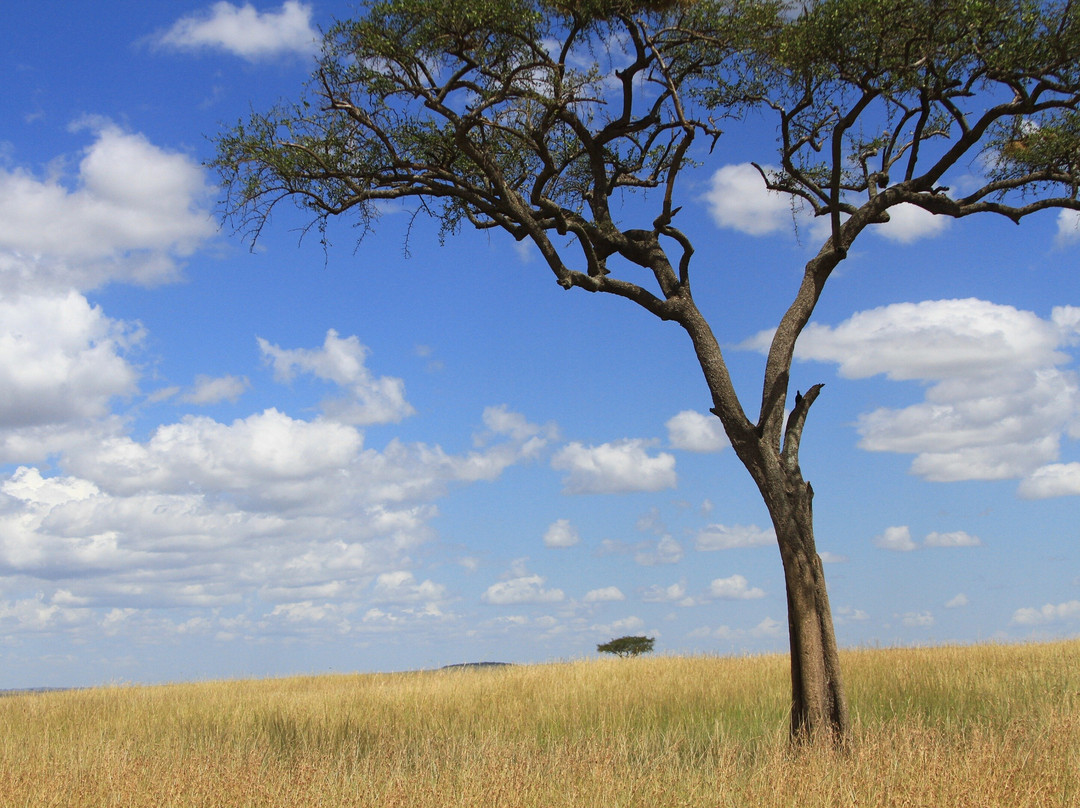 Adept Kenya Safaris景点图片