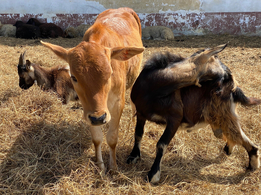 7 Vezer Tortenelmi Kalandpark es Garaboncias Farm景点图片