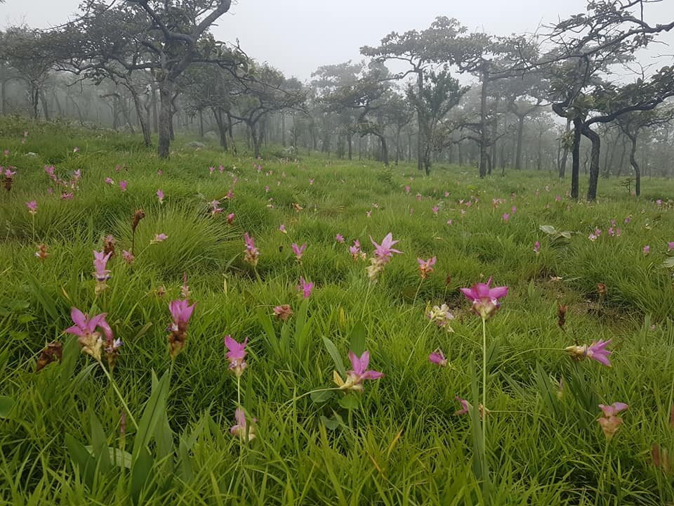 Kra Jiao Flower Field景点图片