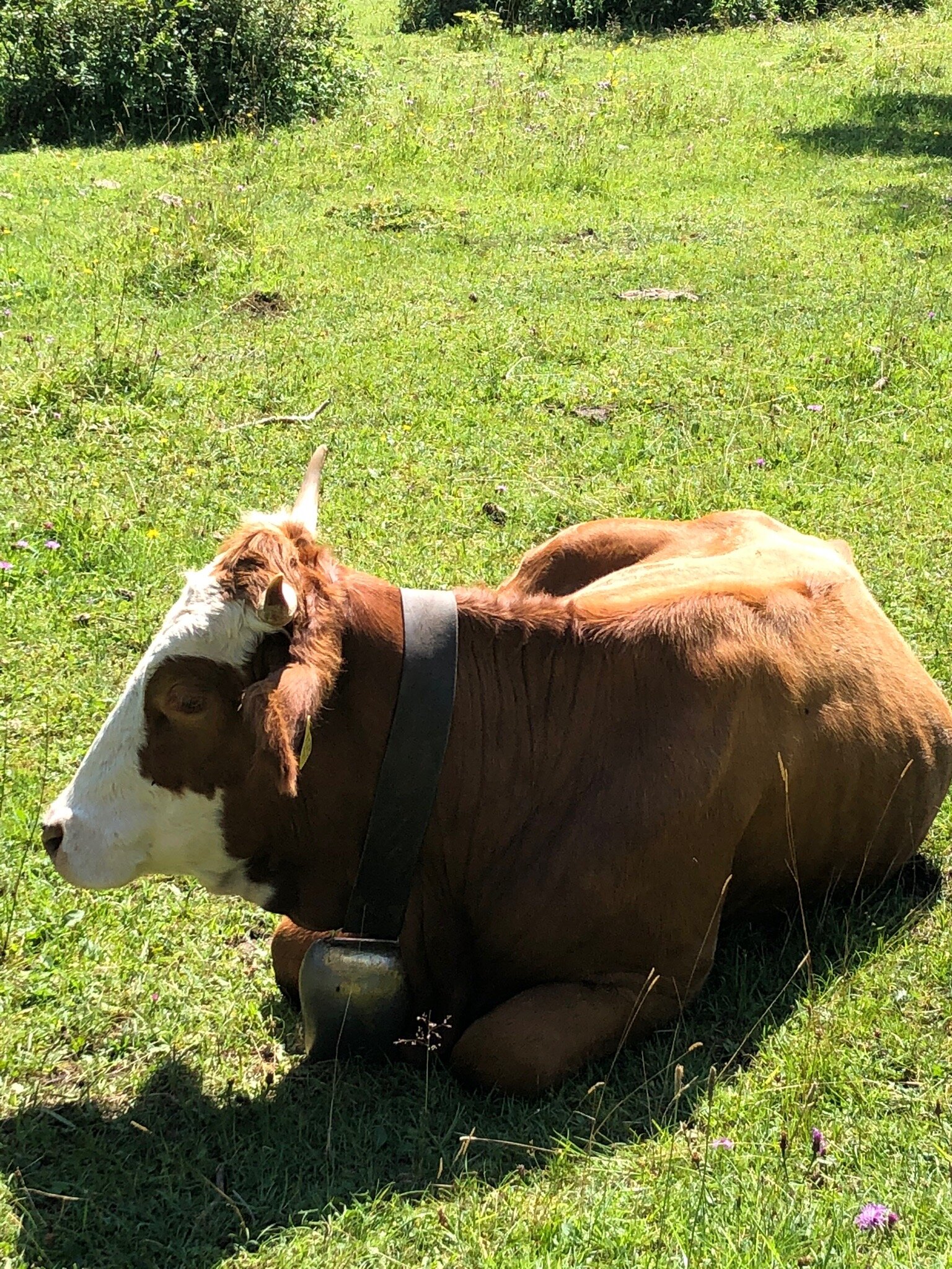 Hotel Hindenburglinde-官方