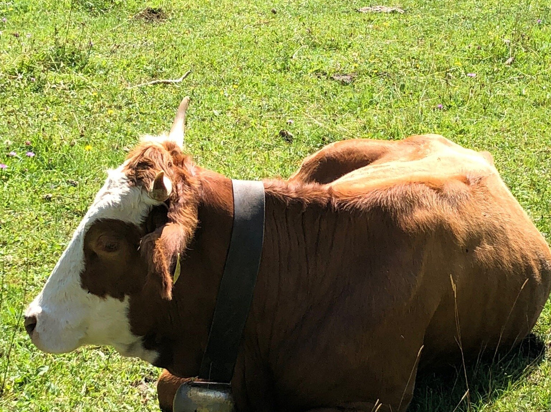 Hotel Hindenburglinde主图