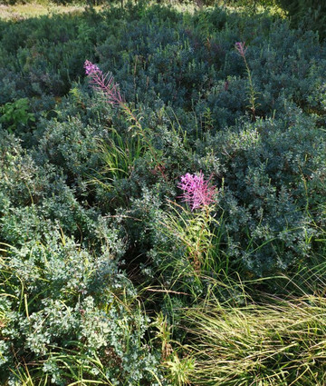 La tourbiére de Prénovel-Prenovel必去景点