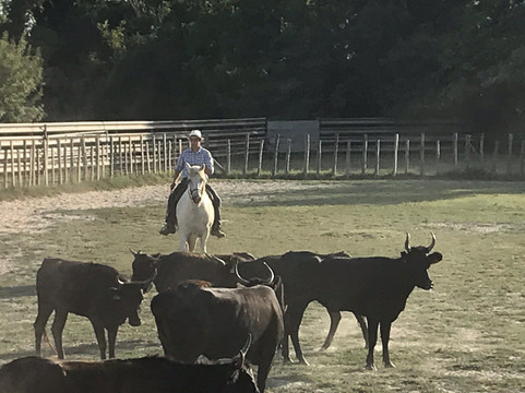 Manade Blanc-阿尔勒必去景点