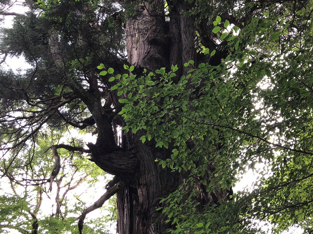 Inari Giant Pine Tree景点图片