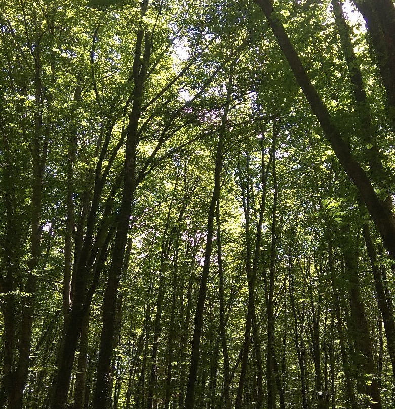 La Garrotxa Volcanic Zone Natural Park景点图片