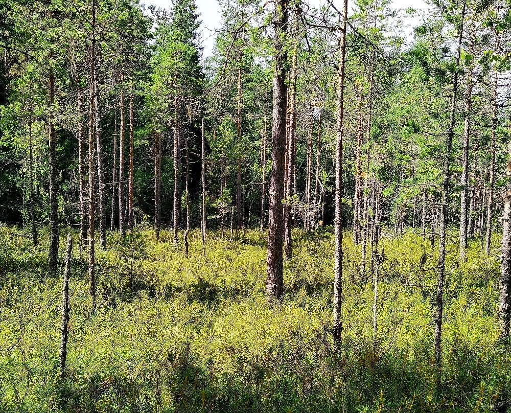 Seitsemisen Kansallispuisto-Ylojarvi必去景点