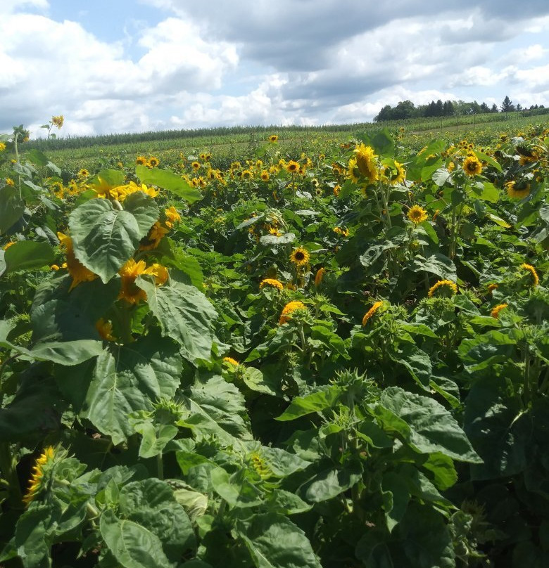 Wickham Farms-Penfield必去景点