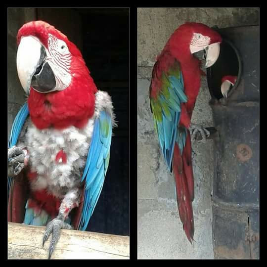 Zoologico el Gallito de las Rocas-拉梅尔塞必去景点