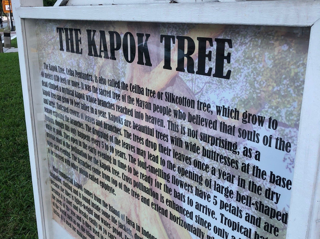 The Kapok Tree景点图片